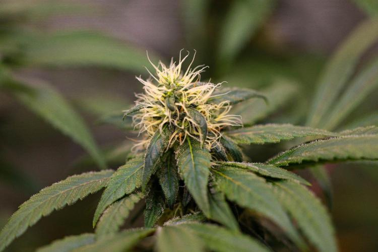 Afghani Gold - Spliff Seeds. Week 13