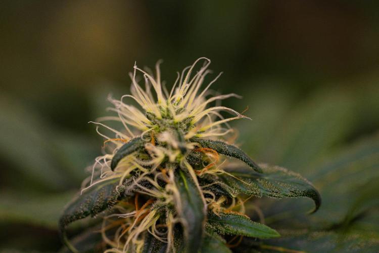 Afghani Gold - Spliff Seeds. Week 13