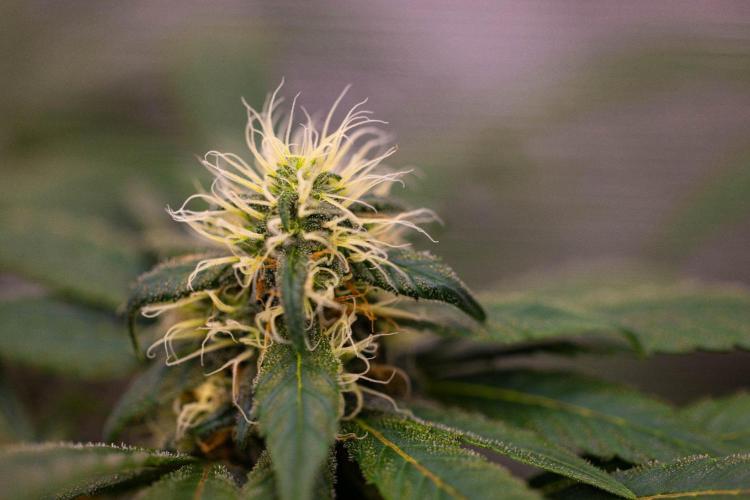 Afghani Gold - Spliff Seeds. Week 13