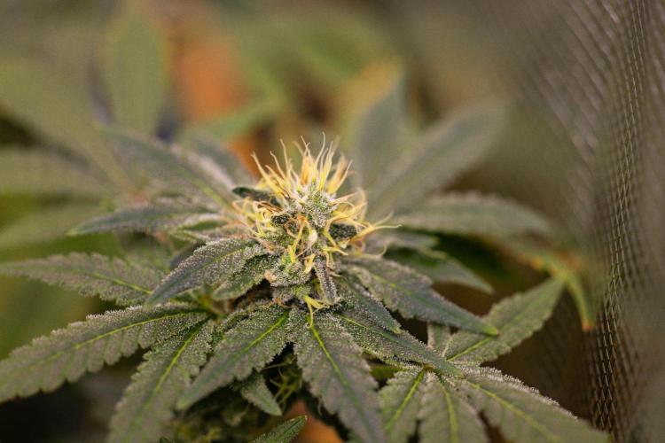 Gelato - Spliff Seeds. Week 13