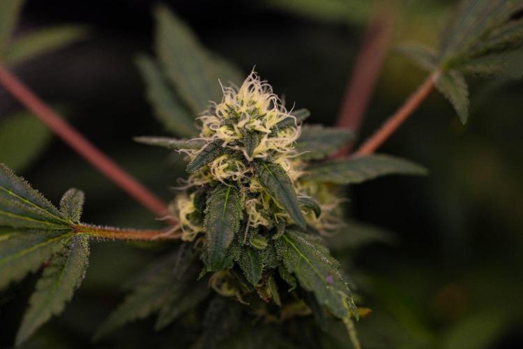 Blue Berry - Spliff Seeds. Week 13