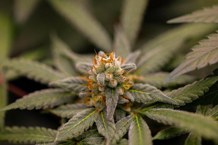 Gorilla Glue - Paradise Seeds. Week 13