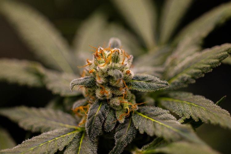 Gorilla Glue - Paradise Seeds. Week 13