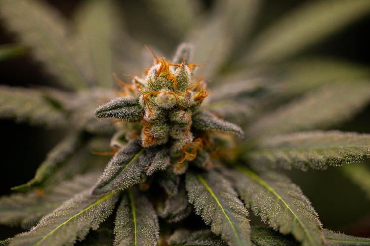 Gorilla Glue - Paradise Seeds. Week 13