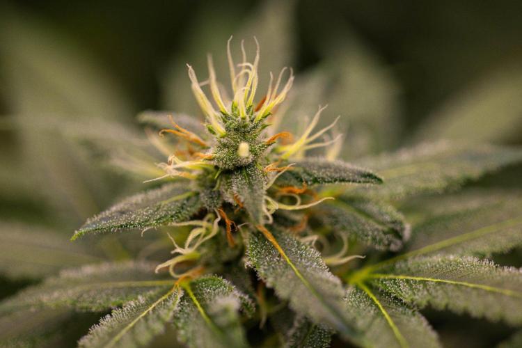 San Fernando Valley Kush-Paradise Seeds. Week 13