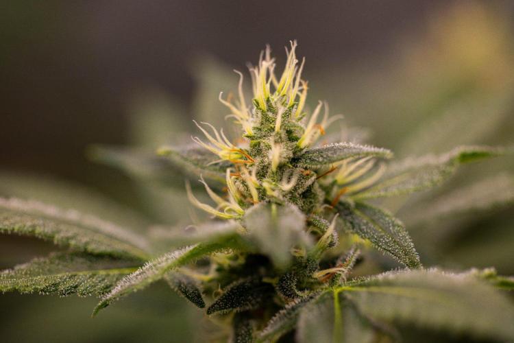 San Fernando Valley Kush-Paradise Seeds. Week 13