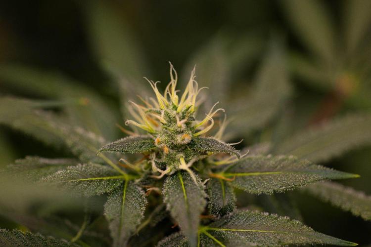 San Fernando Valley Kush-Paradise Seeds. Week 13
