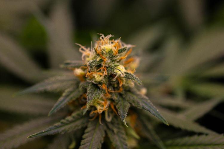 Amnesia - Paradise Seeds. Week 13