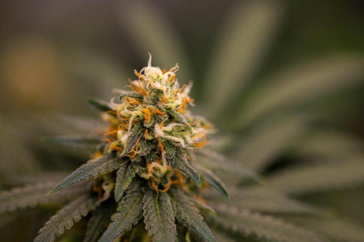 Amnesia - Paradise Seeds. Week 13