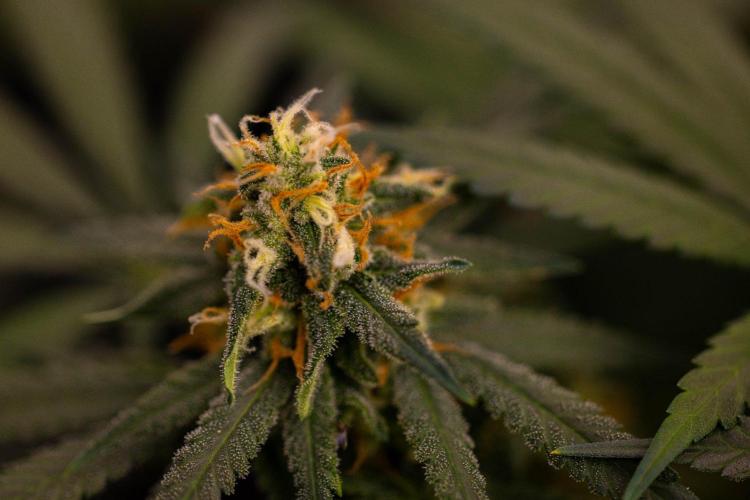Amnesia - Paradise Seeds. Week 13