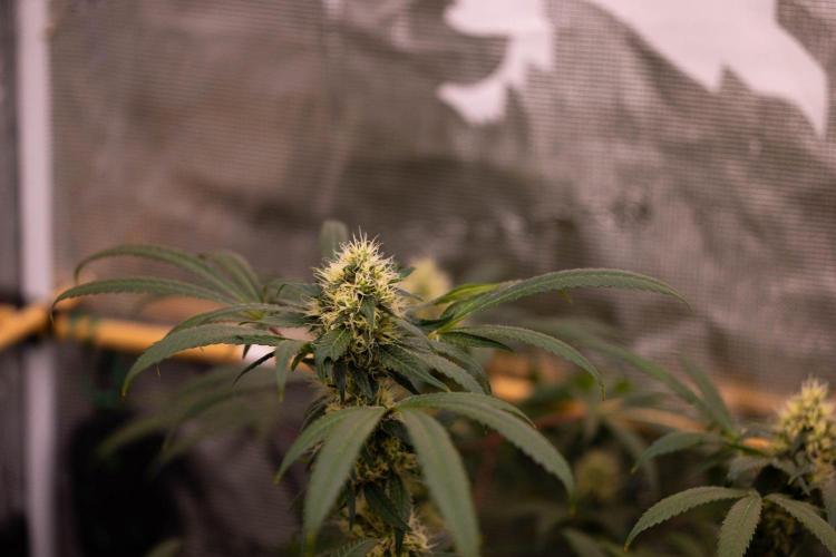 Spliffs Strawberry - Spliff Seeds. Week 14