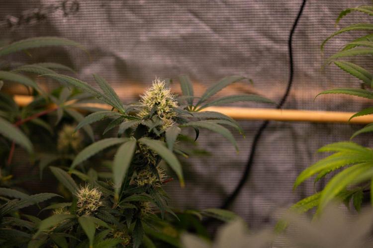Spliffs Strawberry - Spliff Seeds. Week 14