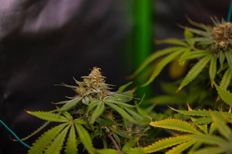 Purple Berry Kush. Week 14