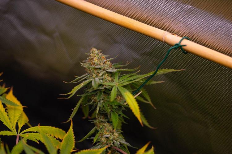 Purple Berry Kush - Spliff Seeds. Week 14