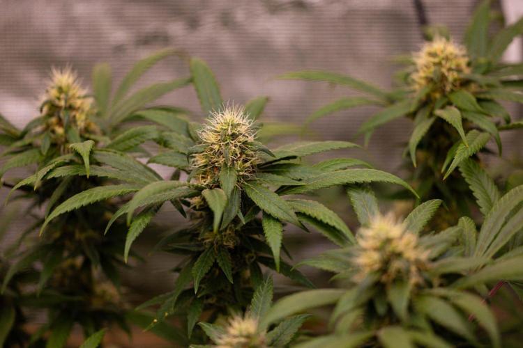 Afghani Gold - Spliff Seeds. Week 14