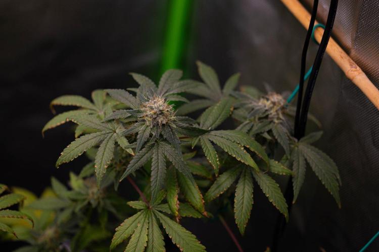 Gelato - Spliff Seeds. Week 14