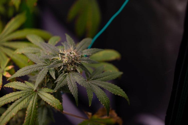 Gelato. Week 14