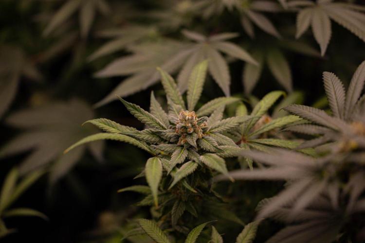 Gorilla Glue - Paradise Seeds. Week 14