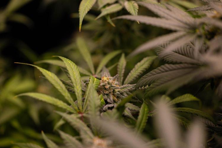 Gorilla Glue - Paradise Seeds. Week 14