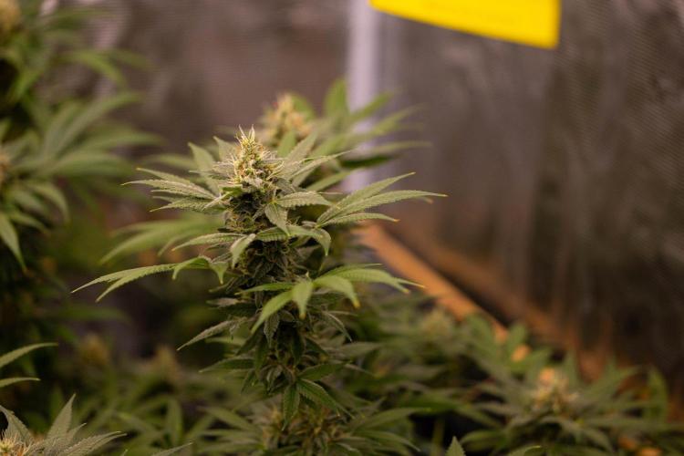 San Fernando Valley Kush-Paradise Seeds. Week 14