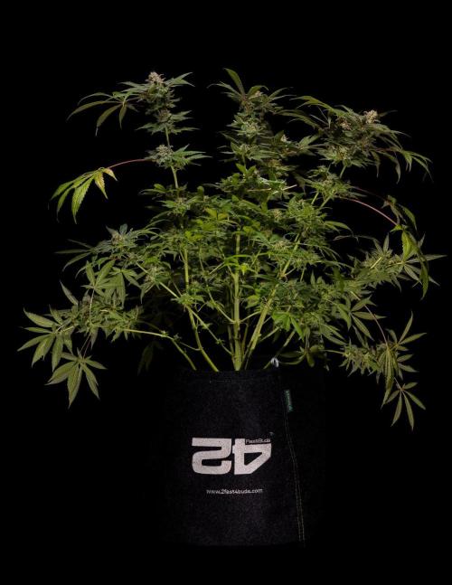 Gorilla Glue - Paradise Seeds. Week 15