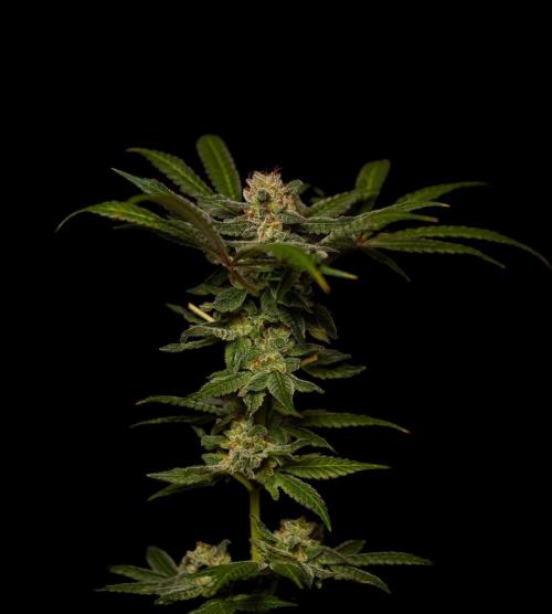 Gorilla Glue - Paradise Seeds. Week 15
