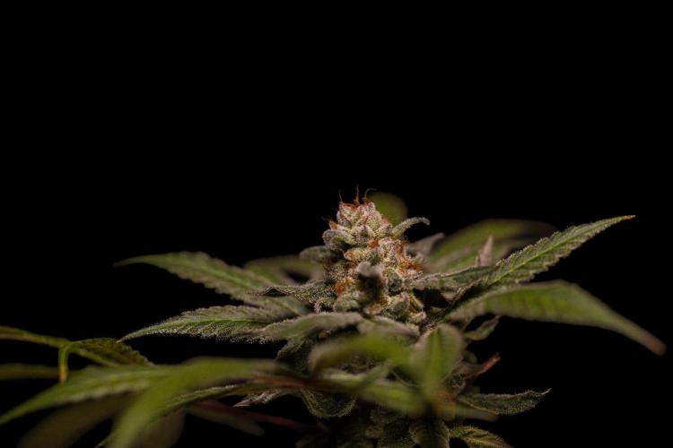 Gorilla Glue - Paradise Seeds. Week 15