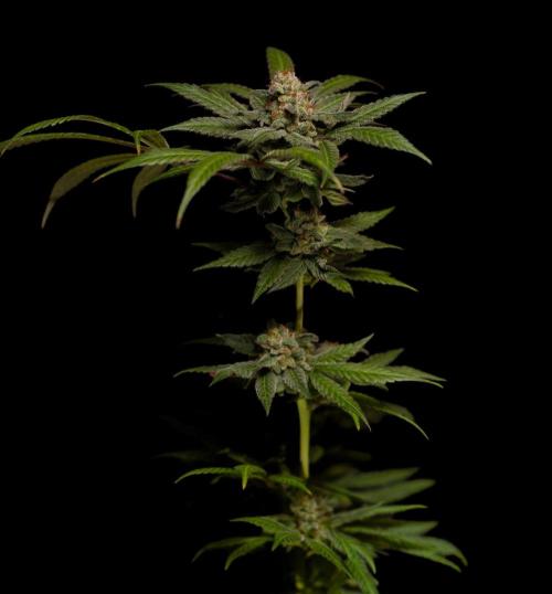 Gorilla Glue - Paradise Seeds. Week 15