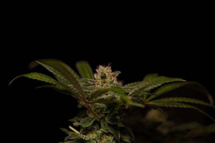 Gorilla Glue - Paradise Seeds. Week 15