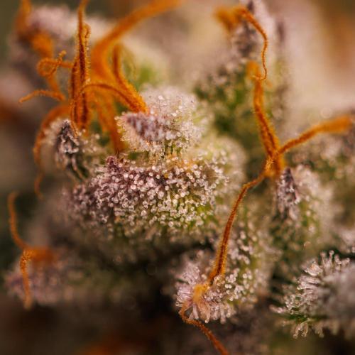 Gorilla Glue - Paradise Seeds. Week 15