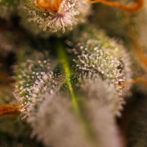 Gorilla Glue - Paradise Seeds. Week 15