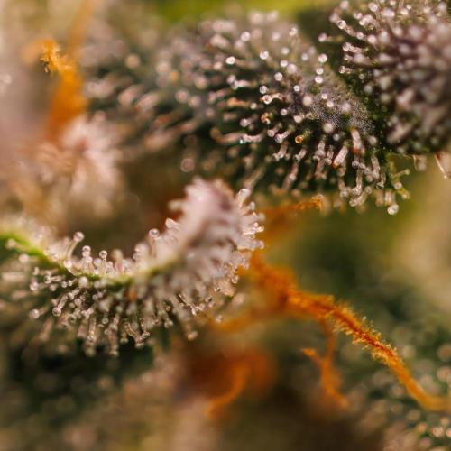 Gorilla Glue - Paradise Seeds. Week 15