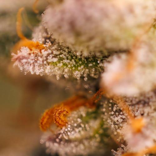 Gorilla Glue - Paradise Seeds. Week 15