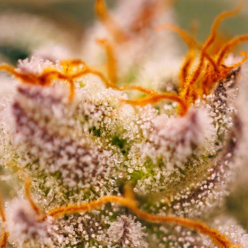 Gorilla Glue - Paradise Seeds. Week 15