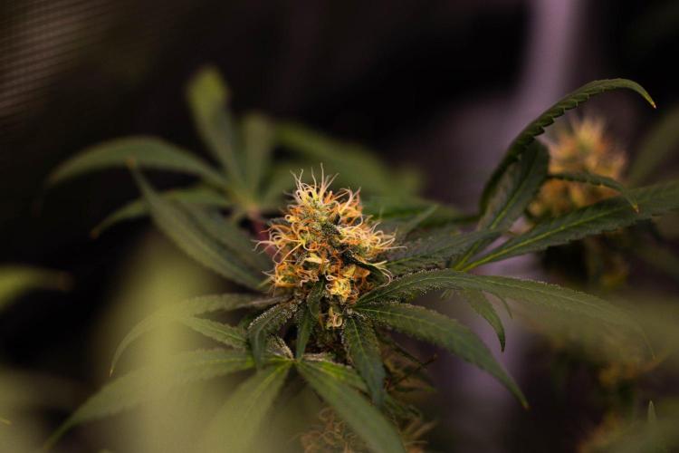 Spliffs Strawberry - Spliff Seeds. Week 15