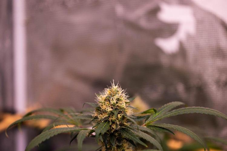 Spliffs Strawberry - Spliff Seeds. Week 15