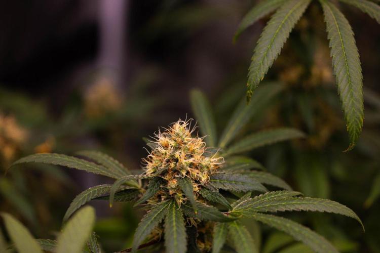 Spliffs Strawberry - Spliff Seeds. Week 15