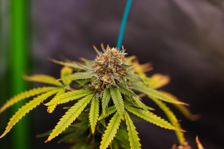 Purple Berry Kush - Spliff Seeds. Week 15