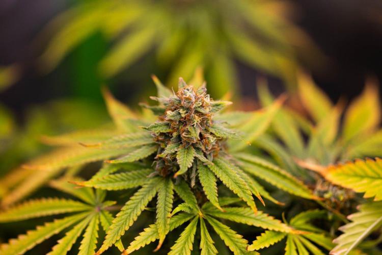 Purple Berry Kush - Spliff Seeds. Week 15