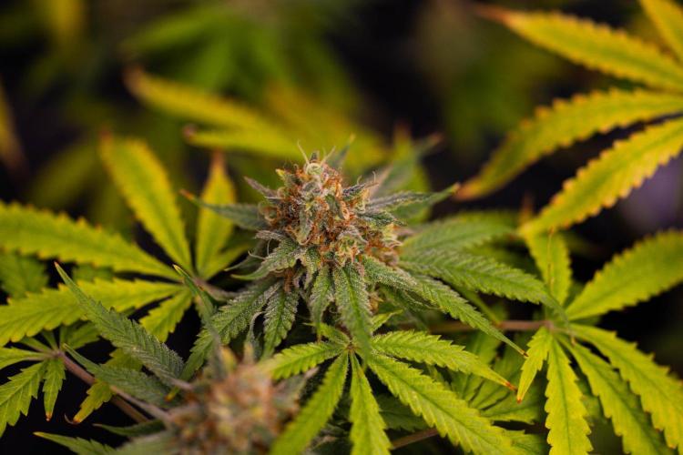 Purple Berry Kush - Spliff Seeds. Week 15