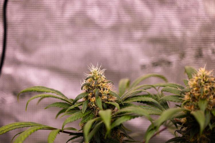 Afghani Gold - Spliff Seeds. Week 15