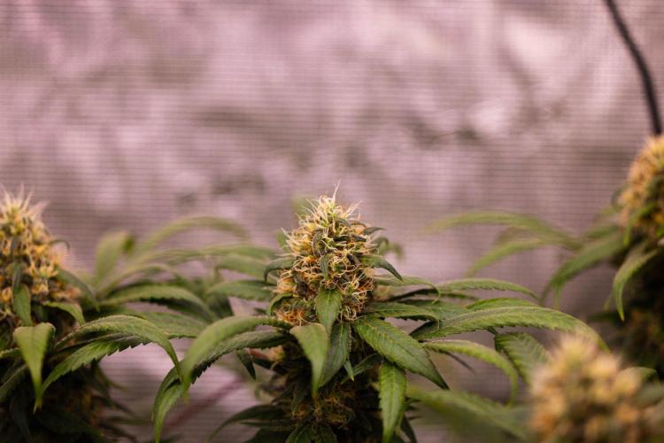 Afghani Gold - Spliff Seeds. Week 15