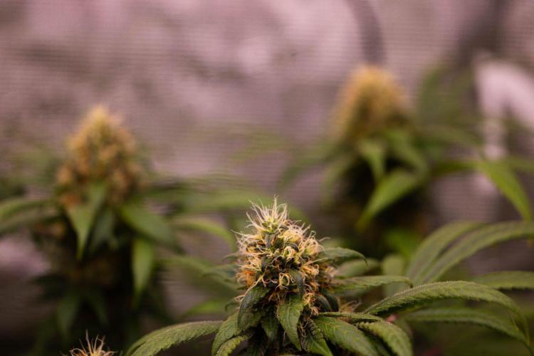 Afghani Gold - Spliff Seeds. Week 15