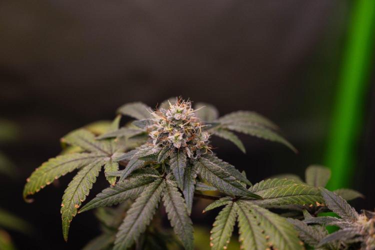 Gelato - Spliff Seeds. Week 15