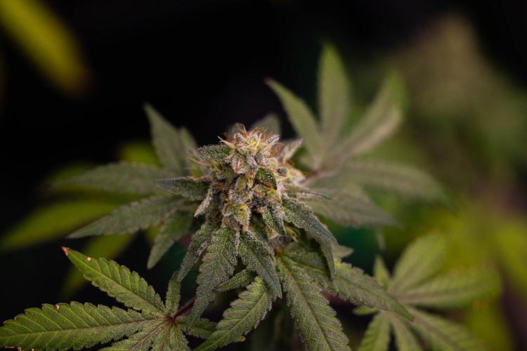 Gelato - Spliff Seeds. Week 15