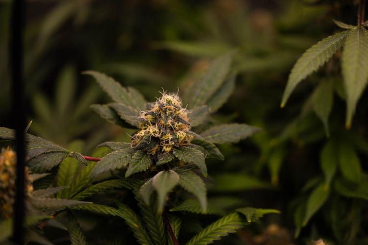 Blue Berry - Spliff Seeds. Week 15