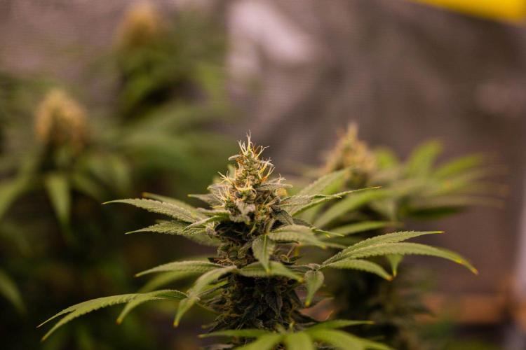 San Fernando Valley Kush-Paradise Seeds. Week 15