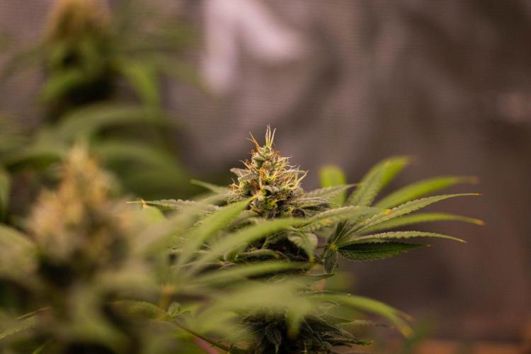 San Fernando Valley Kush-Paradise Seeds. Week 15