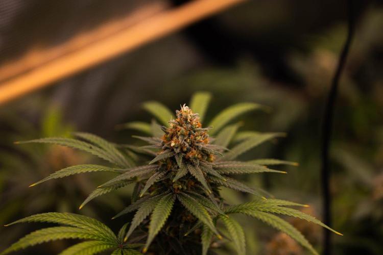 Amnesia - Paradise Seeds. Week 15