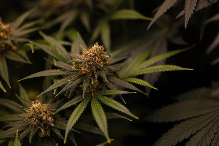Amnesia - Paradise Seeds. Week 15